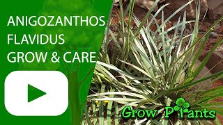 Anigozanthos flavidus  grow amp care Kangaroo paw [upl. by Tigirb]