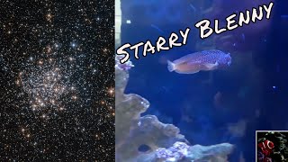 Starry Blenny Care Guide [upl. by Margette]