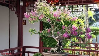 Crepe Myrtle Bonsai  Lagerstroemia indica [upl. by Anigroeg]