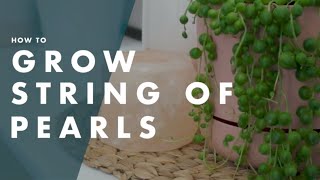 How To Care For A String Of Pearls  Bunnings Warehouse [upl. by Grubb]