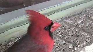 Male Cardinal Red Bird in My House [upl. by Okika716]