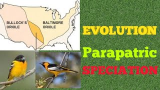 Evolution  Parapatric Speciation [upl. by Eceertal]