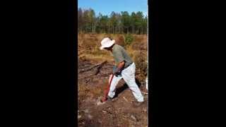 Planting Long Leaf Pine [upl. by Sausa]