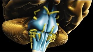 Neuroanatomy  The Brainstem [upl. by Yolanda]