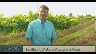 Isons Nursery How to Fertilize Mature Muscadine Vines [upl. by O'Conner]