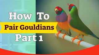 Gouldian Finch Pairing  6 Pairs Breeding Season Part 1 [upl. by Nnaeiluj]