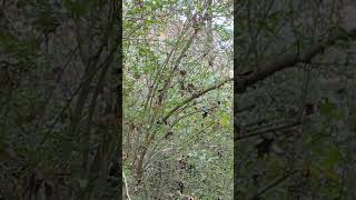 Whiteeyed Vireo Flops shortvideo heronperch23 [upl. by Devlen]