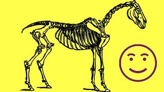 Clasificación de los Vertebrados ciencias naturales [upl. by Eddi167]