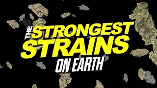 2015 Strongest Strains On Earth [upl. by Nothgierc]