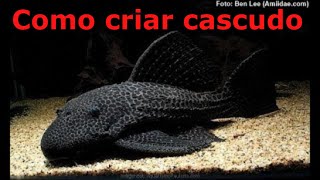 Como criar o peixe cascudo no aquário [upl. by Marissa108]