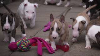 Mini Bull Terriers WeShootit puppies From Friars Point 2018 [upl. by Enia642]