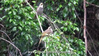 Bird Song STRAWHEADED BULBULs melodious singing Singapore [upl. by Icnarf]