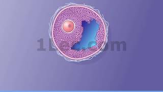 Maturation of the Follicle and Oocyte [upl. by Driskill]