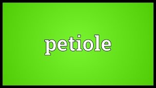 Petiole Meaning [upl. by Megargee618]