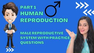 Male Reproductive System Explained Human Reproduction with Question  Class 8 and 10 ICSE Biology [upl. by Adian]