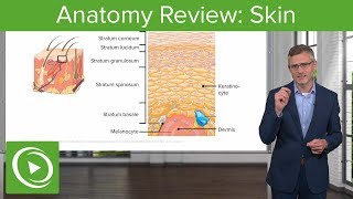 Anatomy Review Skin – Dermatology  Lecturio [upl. by Chaffinch10]