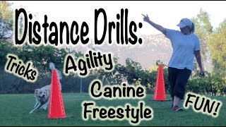 Distance Drills Dog Agility Training [upl. by Becht]