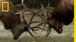 The Yearly Elk Brawl  Untamed Americas [upl. by Voccola]