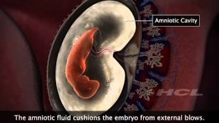 HCL Learning  Embryonic Development in Humans [upl. by Hamid]