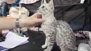 Meet the Egyptian Mau Cat Breed [upl. by Gilboa]