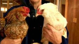 Understanding Chickens amp Eggs  The Difference Between Hens amp Roosters [upl. by Ojillib]