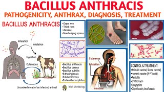 Bacillus anthracisAnthrax  Pathogenicity  Types of Anthrax  Diagnosis and Treatment [upl. by Converse125]