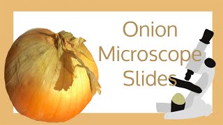 Onion Cell Microscope Slide Experiment [upl. by Ycak]