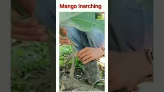 Mango Inarching [upl. by Rhee]