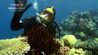 Seaview Science Video Crinoids [upl. by Marva]