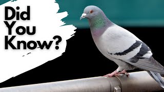 Things you need to know about FERAL PIGEONS [upl. by Frerichs]