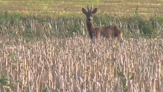 Chasse chevreuil à lappeau [upl. by Horner]