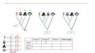 Phylogenetics Part 5  Maximum Parsimony and Maximum Likelihood methods [upl. by Barta]