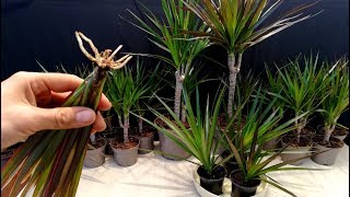 How to grow Dracaena plants from cuttings [upl. by Uziel826]