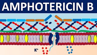 Amphotericin B  Mechanism side effects precautions and uses [upl. by Urba114]