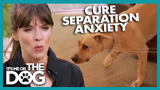 How To Cure A Dogs Separation Anxiety  Its Me Or The Dog [upl. by Evilc551]