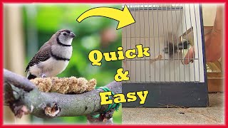 How to Catch BirdsFinches Inside an AVIARY [upl. by Dacy500]