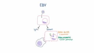 Epstein Barr Virus EBV and Cancer [upl. by Acinemod]