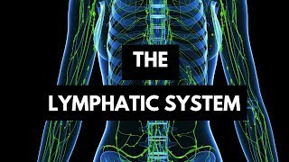 The Lymphatic System  Health  Biology  FuseSchool [upl. by Wexler]