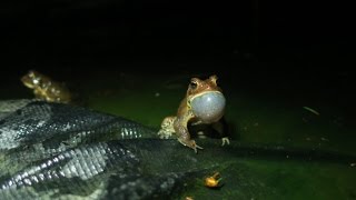 American Toad Mating Call [upl. by Clarance]