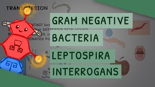 Gram Negative Bacteria Leptospira interrogans [upl. by Rimahs]