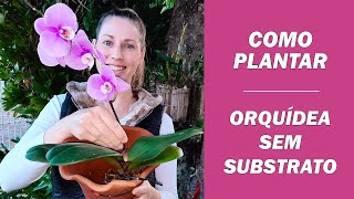 COMO PLANTAR ORQUÍDEA SEM SUBSTRATO [upl. by Ramat929]