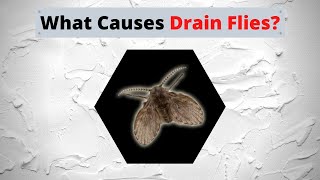 What Causes Drain Flies [upl. by Etteb962]