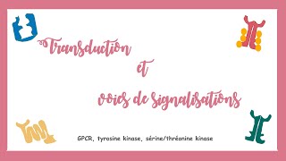 Transduction et voies de signalisations GPCR tyrosine kinase Système endocrine [upl. by Ruyam865]