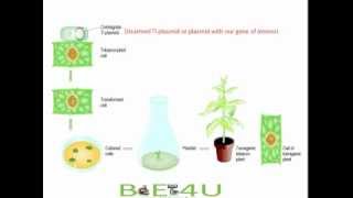 Agrobacterium tumefaciens Mediated Gene Transfer  Biotechnology biologyexams4u [upl. by Tedmund]