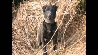 Patterdale Terriers Hunting in ireland [upl. by Kolnick]