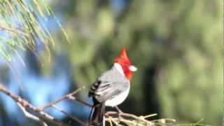 Red Crested Cardinal at Kailua Beach in Hawaii [upl. by Neilla614]