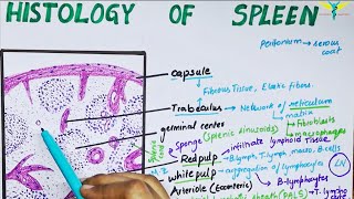 Histology of spleen [upl. by Baumbaugh]