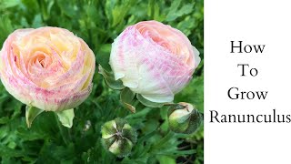 How to Grow Ranunculus  Pre Sprout Ranunculus  Growing Ranunculus [upl. by Hutson]