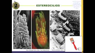 Temp1 Cap4 Epi2 Especializaciones de membrana [upl. by Felder]