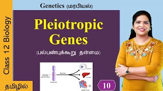 Pleiotropic genes Pleiotropy  Genetics Class 12 in Tamil [upl. by Berstine30]